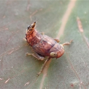 Cicadellidae (family) at Bundanoon, NSW - 25 Sep 2024 02:07 PM