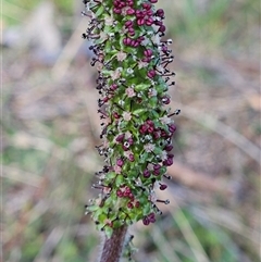 Acaena x ovina (Sheep's Burr) at Whitlam, ACT - 28 Sep 2024 by sangio7