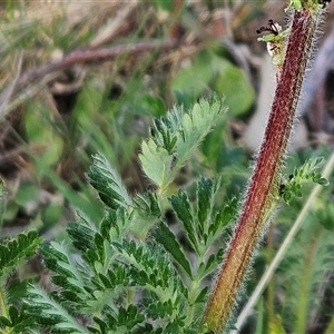 Acaena x ovina at Whitlam, ACT - 28 Sep 2024