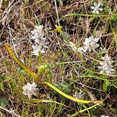 Wurmbea dioica subsp. dioica (Early Nancy) at Whitlam, ACT - 28 Sep 2024 by sangio7