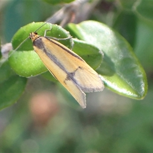 Philobota undescribed species near arabella at Murrumbateman, NSW - 30 Sep 2024 03:54 PM