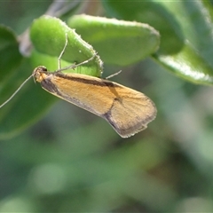 Philobota undescribed species near arabella at Murrumbateman, NSW - 30 Sep 2024 03:54 PM