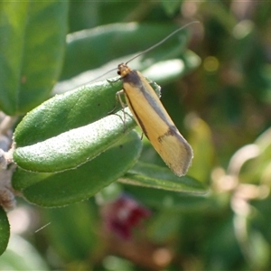 Philobota undescribed species near arabella at Murrumbateman, NSW - 30 Sep 2024 03:54 PM