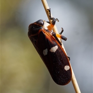 Eurymela fenestrata at Yarralumla, ACT - 30 Sep 2024