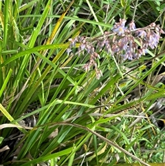 Dianella caerulea at Kangaroo Valley, NSW - 30 Sep 2024 by lbradley