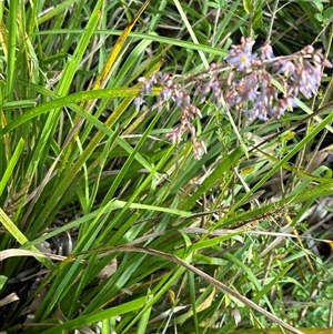 Dianella longifolia at Kangaroo Valley, NSW - suppressed