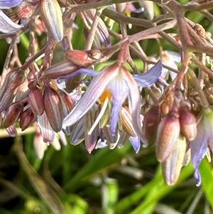 Dianella longifolia at Kangaroo Valley, NSW - suppressed