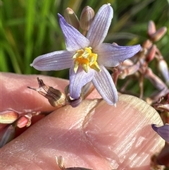 Dianella longifolia at Kangaroo Valley, NSW - suppressed