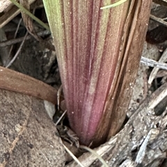 Dianella longifolia at Kangaroo Valley, NSW - suppressed