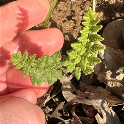 Cheilanthes distans (Bristly Cloak Fern) at Kangaroo Valley, NSW - 30 Sep 2024 by lbradley