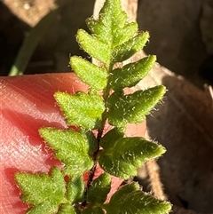 Cheilanthes distans at Kangaroo Valley, NSW - suppressed