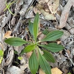 Plantago lanceolata (Ribwort Plantain, Lamb's Tongues) at Kangaroo Valley, NSW - 30 Sep 2024 by lbradley