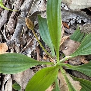 Plantago lanceolata at Kangaroo Valley, NSW - suppressed