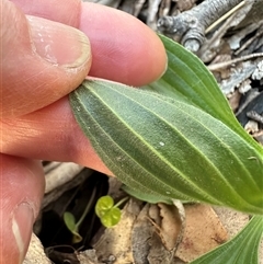 Plantago lanceolata at Kangaroo Valley, NSW - suppressed