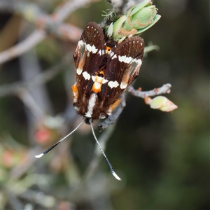 Hecatesia fenestrata at Yarralumla, ACT - 30 Sep 2024