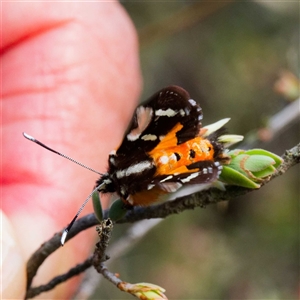 Hecatesia fenestrata at Yarralumla, ACT - 30 Sep 2024