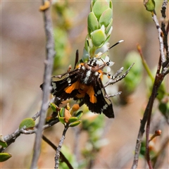 Hecatesia fenestrata at Yarralumla, ACT - 30 Sep 2024