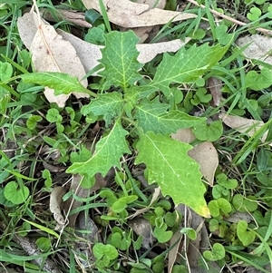 Solanum opacum at Kangaroo Valley, NSW - suppressed