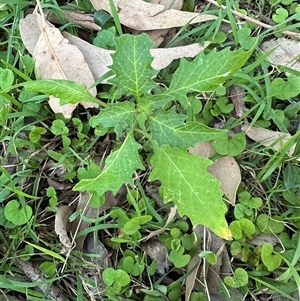 Solanum opacum at suppressed - 30 Sep 2024