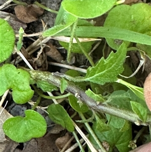 Solanum opacum at suppressed - 30 Sep 2024