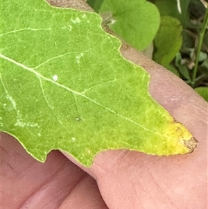 Solanum opacum at suppressed - 30 Sep 2024