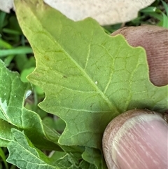 Solanum opacum at Kangaroo Valley, NSW - suppressed