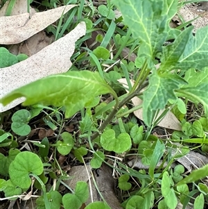 Solanum opacum at Kangaroo Valley, NSW - suppressed