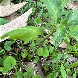 Solanum opacum at Kangaroo Valley, NSW - 30 Sep 2024