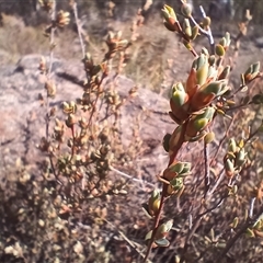 Brachyloma daphnoides (Daphne Heath) at Cooma, NSW - 30 Sep 2024 by mahargiani