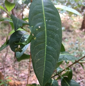 Rhodomyrtus psidioides at Crescent Head, NSW by SimonLumsden