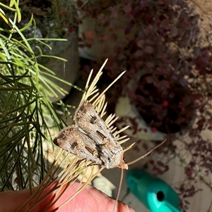 Agrotis munda at Murrumbateman, NSW - 21 Sep 2024 12:19 PM