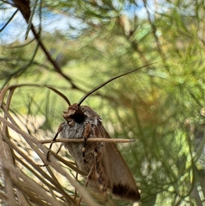 Agrotis munda at Murrumbateman, NSW - 21 Sep 2024 12:19 PM