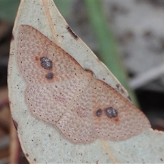 Epicyme rubropunctaria (Red-spotted Delicate) at Hall, ACT - 30 Sep 2024 by Anna123