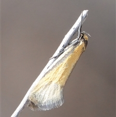 Philobota undescribed species near arabella (A concealer moth) at Hall, ACT - 30 Sep 2024 by Anna123