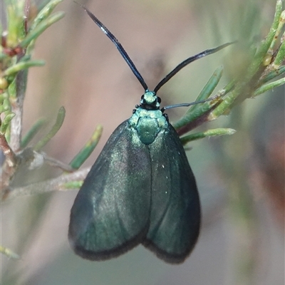 Pollanisus viridipulverulenta (Satin-green Forester) at Hall, ACT - 30 Sep 2024 by Anna123