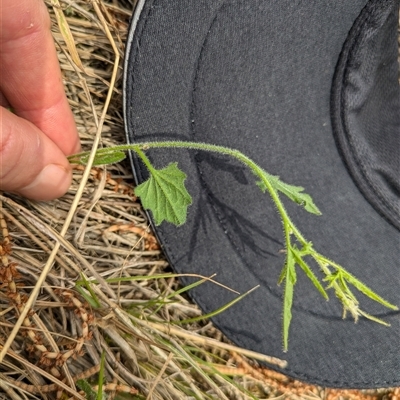 Convolvulus angustissimus subsp. angustissimus (Australian Bindweed) at Watson, ACT - 29 Sep 2024 by WalterEgo