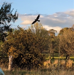 Zanda funerea at Giralang, ACT - 30 Sep 2024 07:08 PM