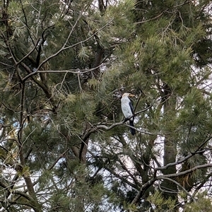 Microcarbo melanoleucos at Giralang, ACT - 30 Sep 2024