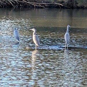 Egretta novaehollandiae at Giralang, ACT - 30 Sep 2024