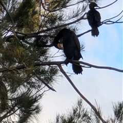 Phalacrocorax carbo at Giralang, ACT - 30 Sep 2024 05:26 PM