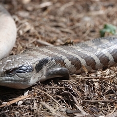 Tiliqua scincoides scincoides (Eastern Blue-tongue) at Hall, ACT - 30 Sep 2024 by Anna123