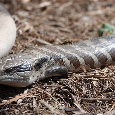 Tiliqua scincoides scincoides (Eastern Blue-tongue) at Hall, ACT - 30 Sep 2024 by Anna123