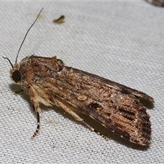 Spodoptera mauritia (Lawn Armyworm) at Sheldon, QLD - 9 Mar 2024 by PJH123