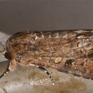 Spodoptera mauritia (Lawn Armyworm) at Sheldon, QLD by PJH123