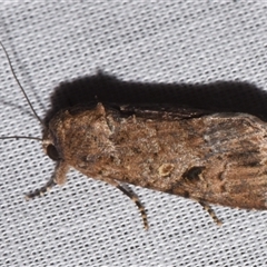 Spodoptera mauritia (Lawn Armyworm) at Sheldon, QLD - 9 Mar 2024 by PJH123