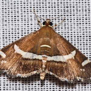 Spoladea recurvalis (Beet Webworm) at Sheldon, QLD by PJH123