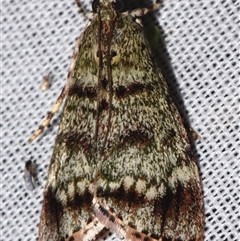 Stericta concisella (A Pyralid moth (Epipaschiinae)) at Sheldon, QLD - 9 Mar 2024 by PJH123