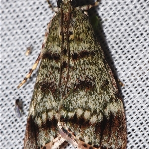 Stericta concisella at Sheldon, QLD - suppressed