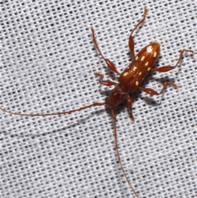 Unidentified Longhorn beetle (Cerambycidae) at Sheldon, QLD - 8 Mar 2024 by PJH123