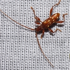 Thoris (Genus) at suppressed - suppressed